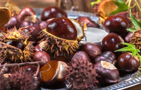 Gartenarbeiten vor dem Winter - schützen und säubern Gartenarbeiten vor dem Winter - schützen und säubern