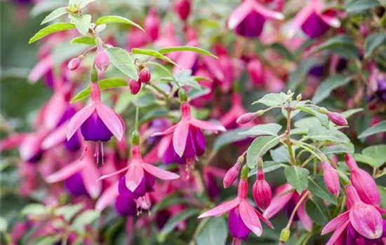 Fuchsien – exotische Schönheiten für Balkon und Garten Fuchsien – exotische Schönheiten für Balkon und Garten
