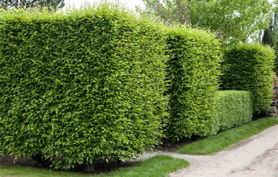 Die Hainbuche als pflegeleichter Star im Garten Die Hainbuche als pflegeleichter Star im Garten